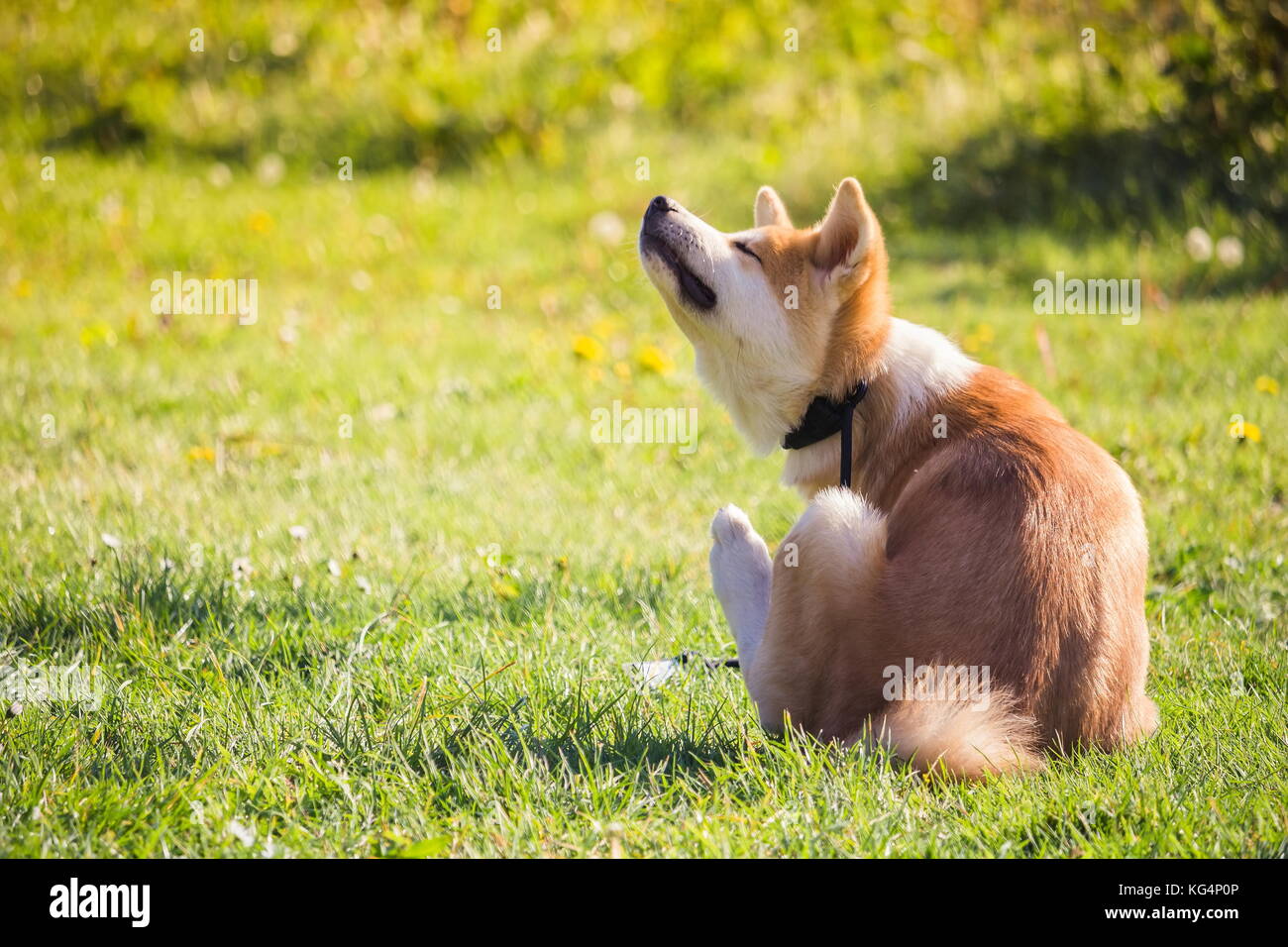 a Akita dog sitting in the grass and scratching his neck Stock Photo