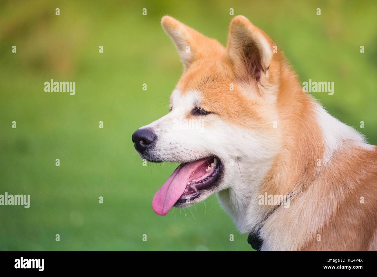 the portrait of a little puppy akita inu on a soft background of green color Stock Photo