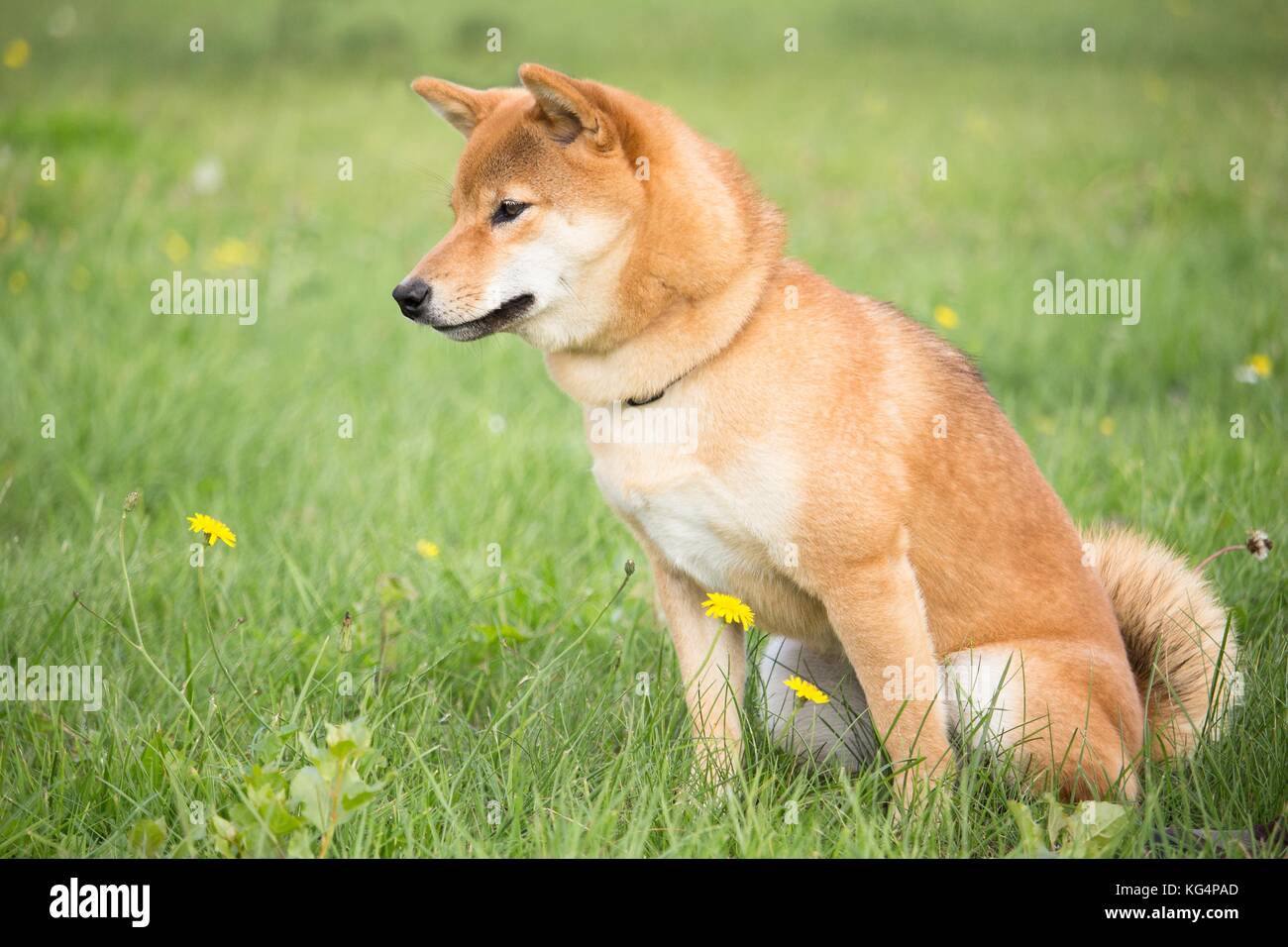 small Japanese dog shiba inu in canine education with a sitting position  Stock Photo - Alamy