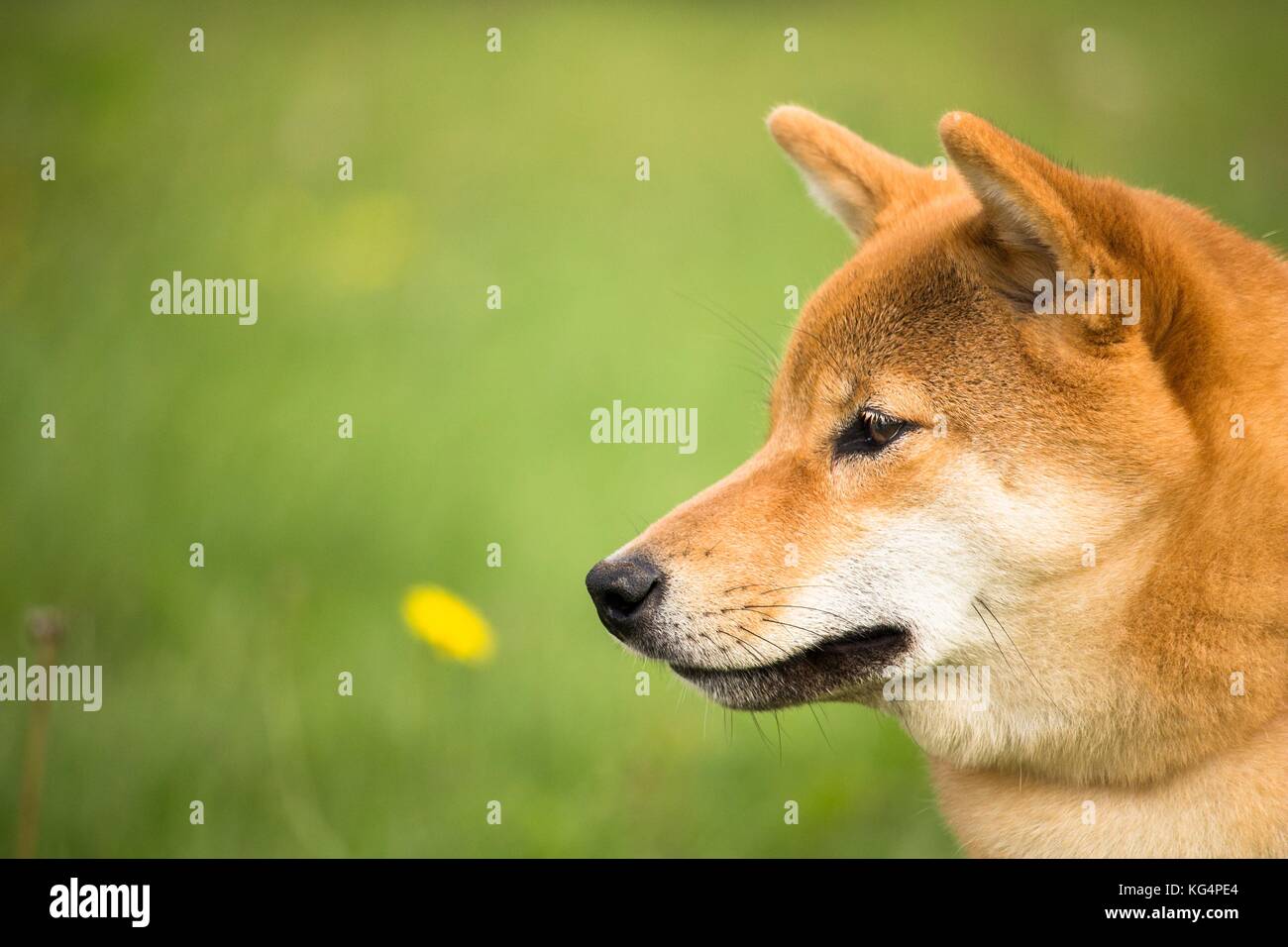 a portrait of the head of the Japanese dog shiba inu with an attentive look Stock Photo