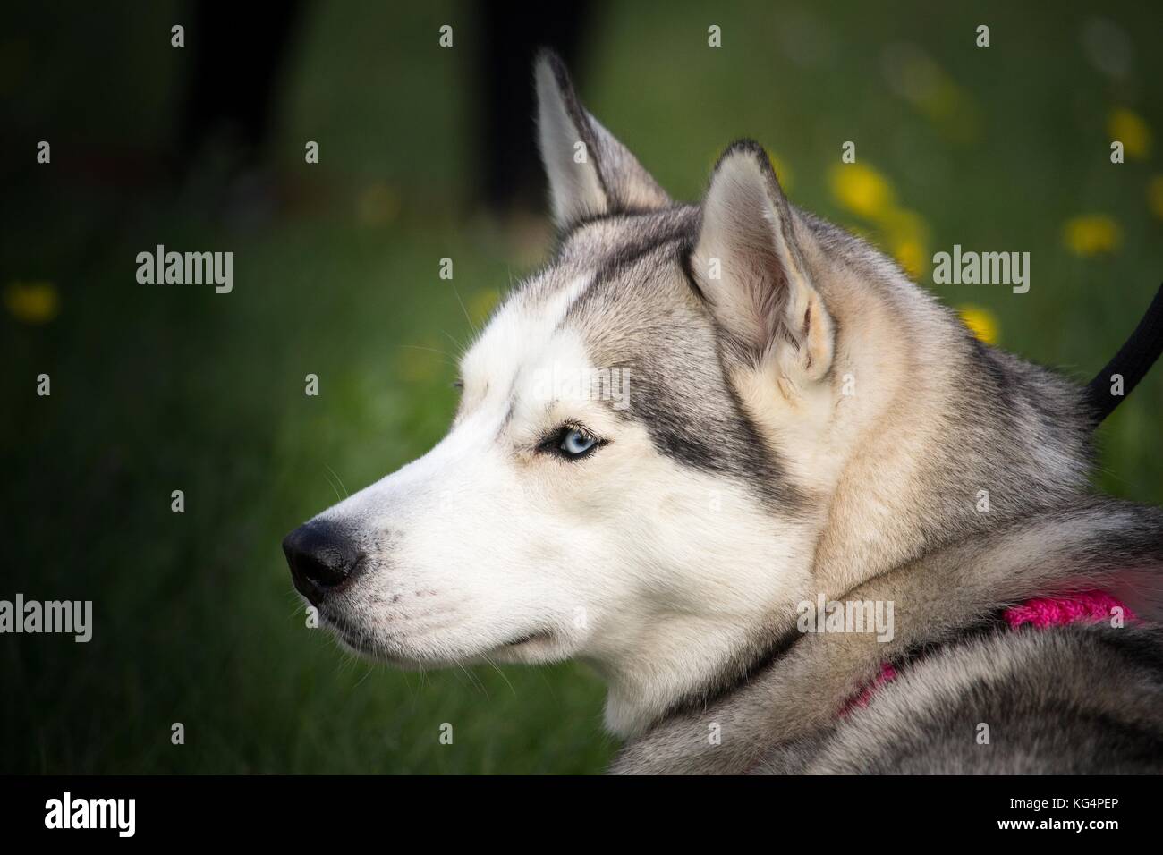 portrait of the head of a husky dog with a pink necklace Stock Photo