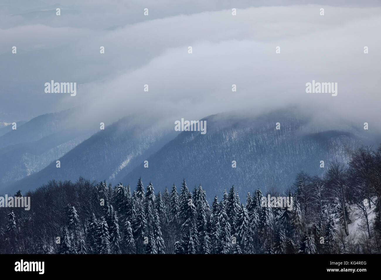 Snow in the forest of the Ivanščica Mountain, Croatia Stock Photo - Alamy