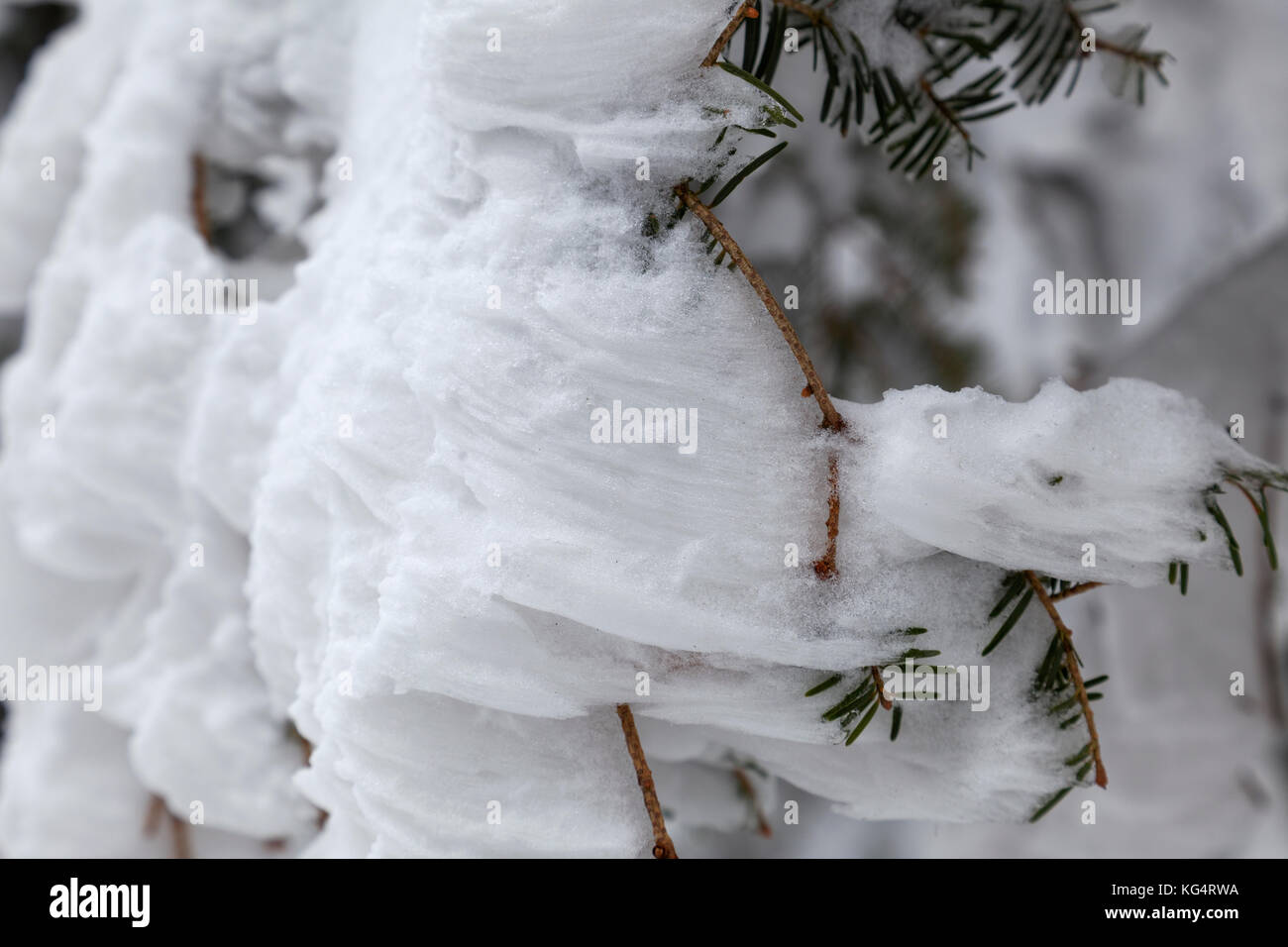 Snow in the forest of the Ivanščica Mountain, Croatia Stock Photo - Alamy
