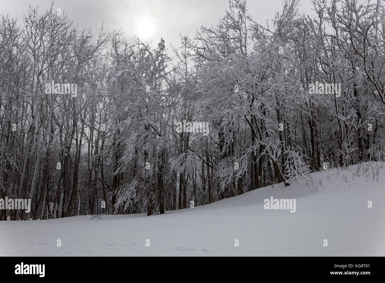 Snow in the forest of the Ivanščica Mountain, Croatia Stock Photo - Alamy