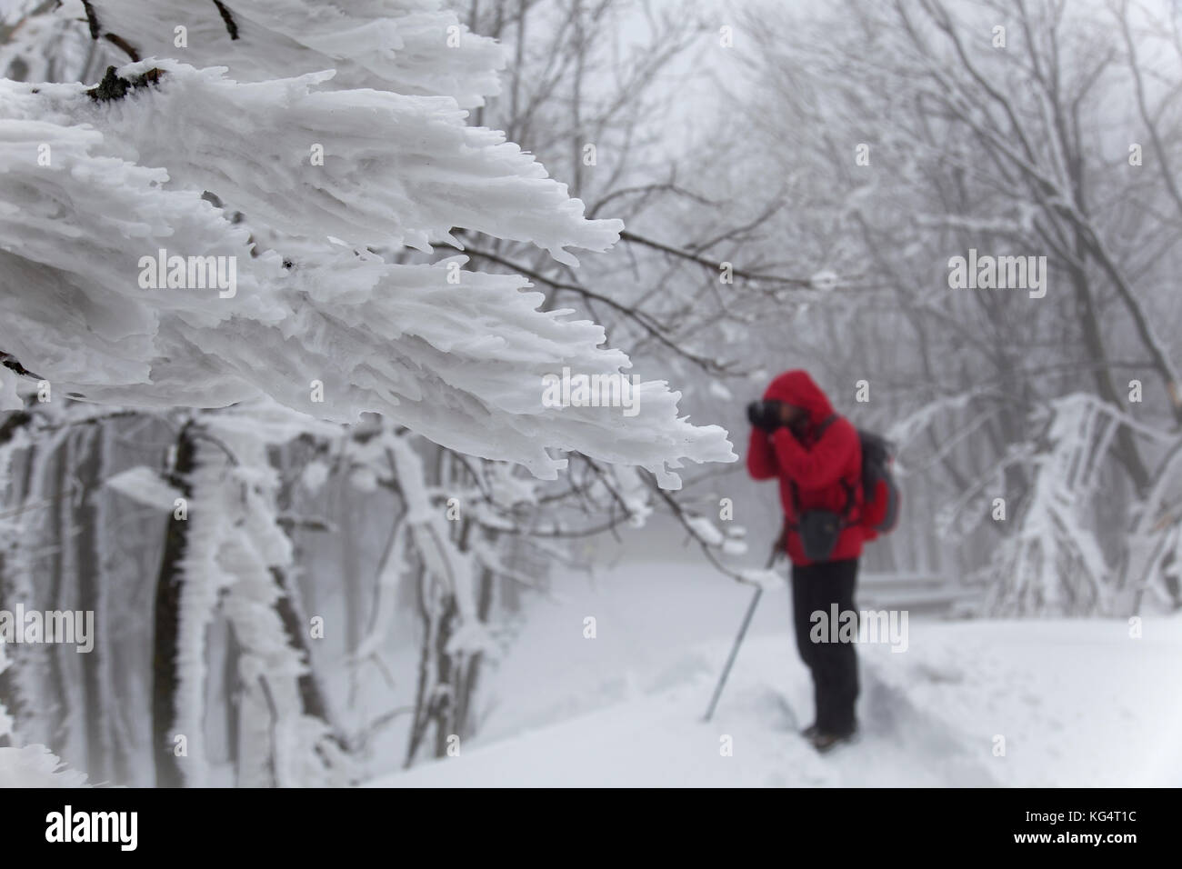 Snow in the forest of the Ivanščica Mountain, Croatia Stock Photo - Alamy