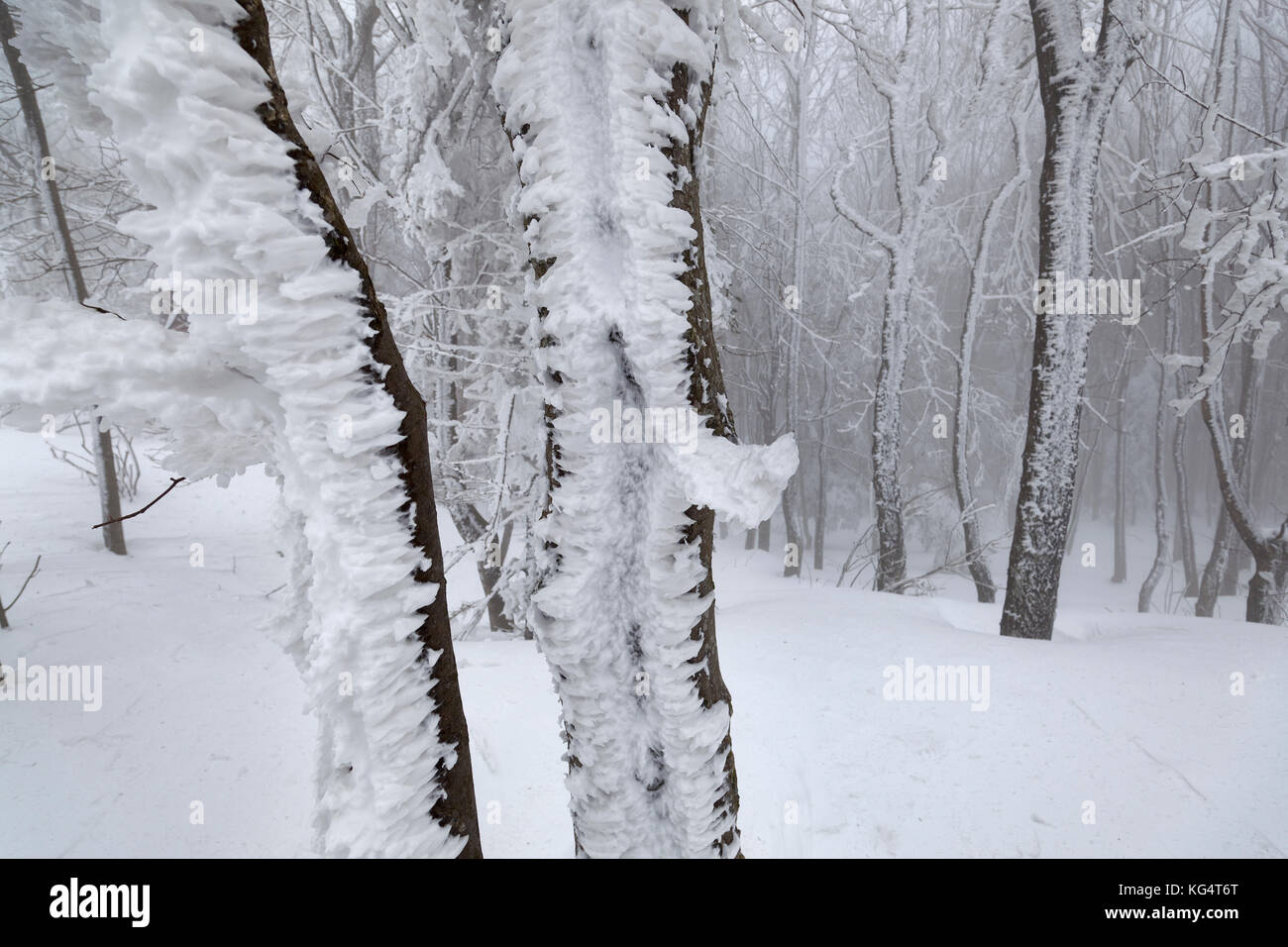 Snow in the forest of the Ivanščica Mountain, Croatia Stock Photo - Alamy