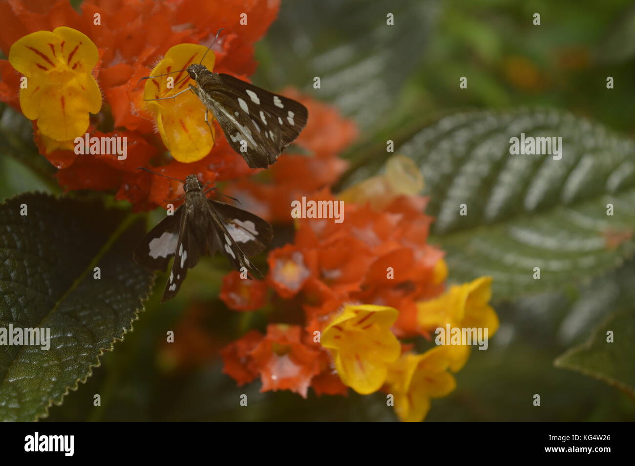 Love from Nature; Butterfly helps the plant in Pollination and Flower