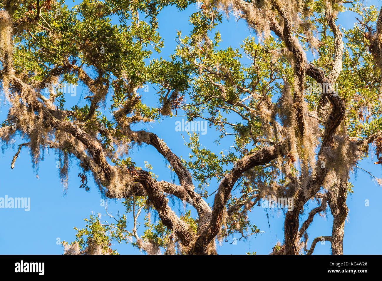 Branches of the banyan tree with spanish moss hanging on it on the background of clear sky Stock