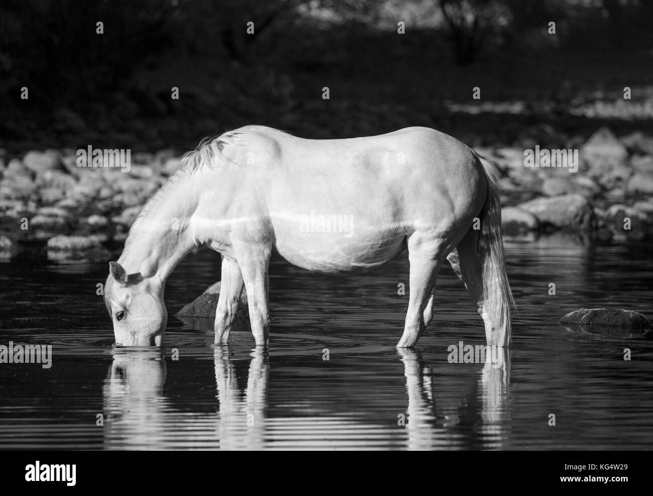 Black and white image of a white salt river wild horse at the river ...