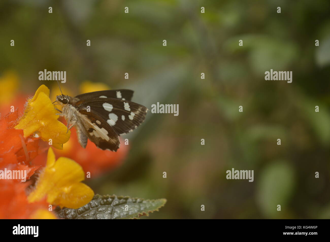 Love from Nature; Butterfly helps the plant in Pollination and Flower