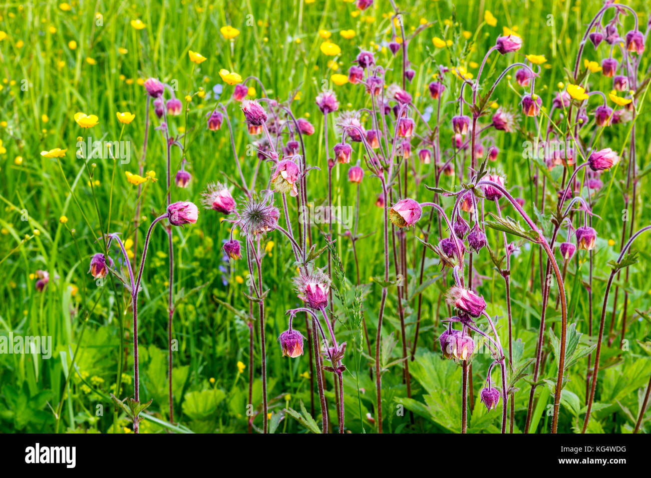 Summer wild flowers on a green field in a sweltering summer day Stock ...