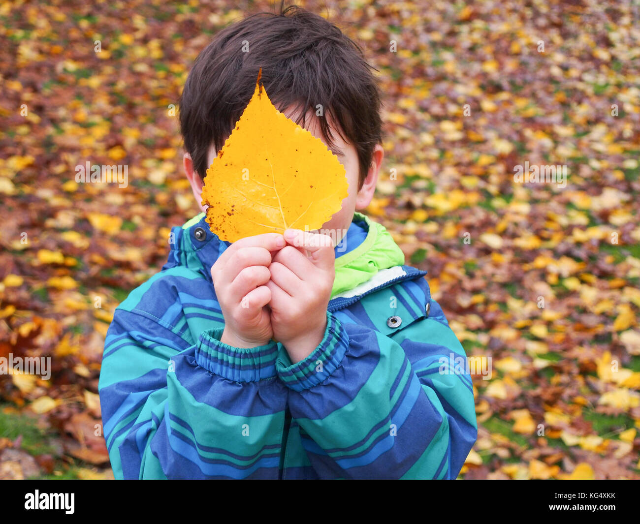 A little boy is holding a big yellow leaf to cover his face at a park ...