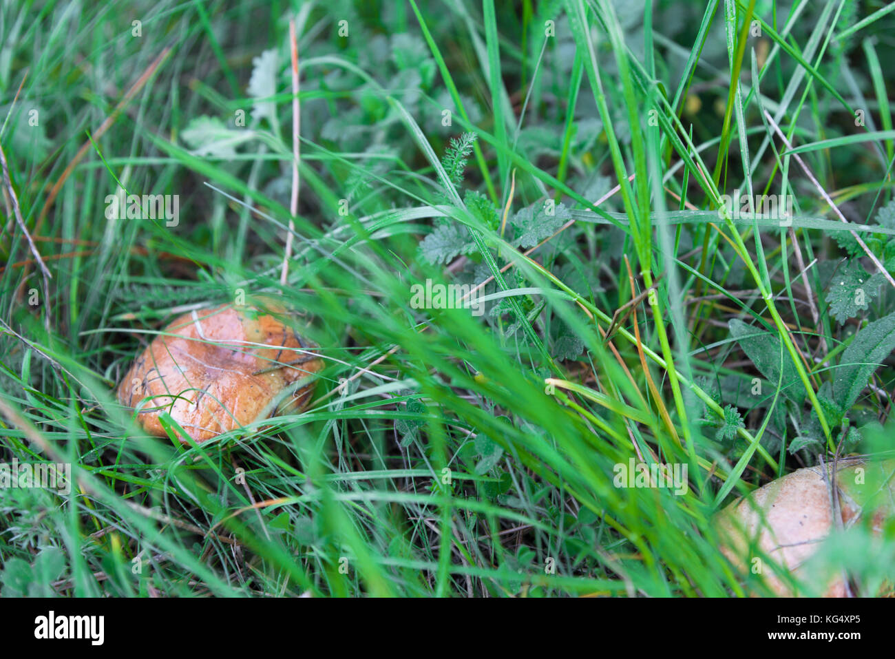 Mushroom Suillus closeup in green grass Stock Photo