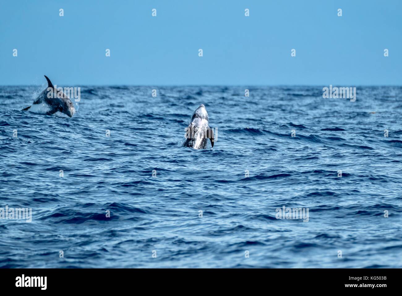 Risso's dolphins in the Azores Stock Photo