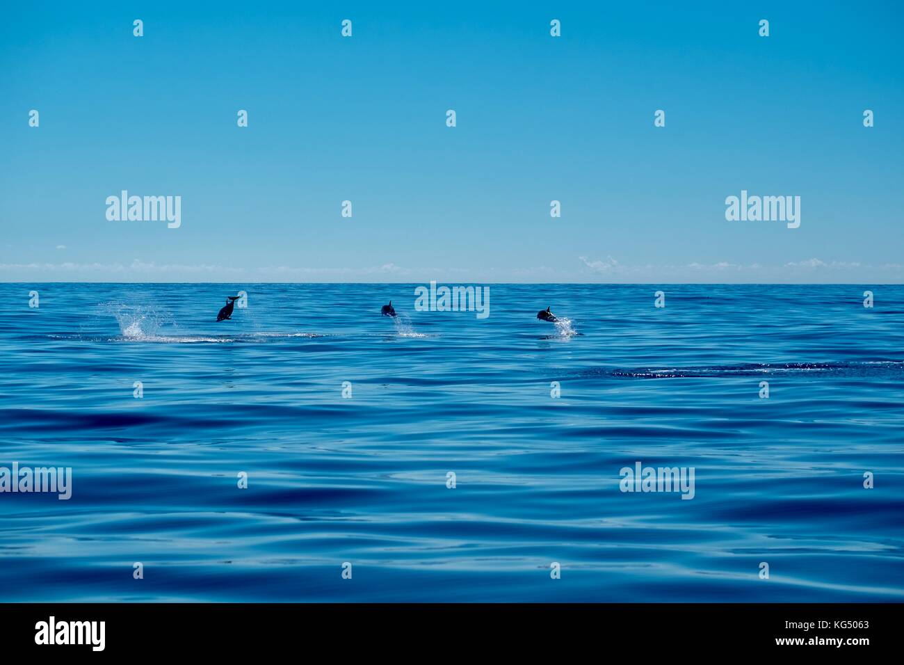 Three dolphins flying across a calm Atlantic Ocean. Stock Photo