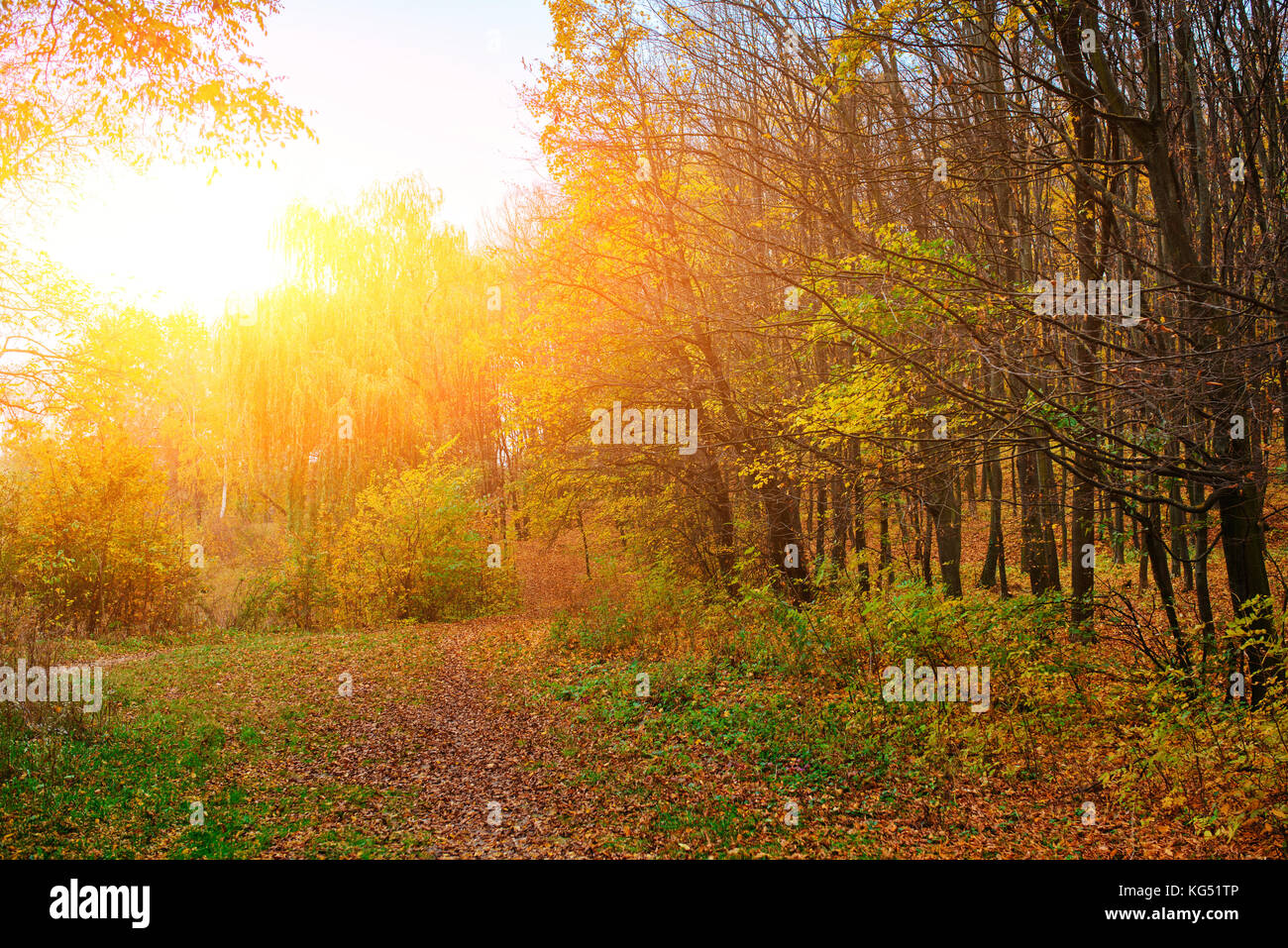 Bright And Colorful Landscape Of Autumn Forest With Trail Covered With ...