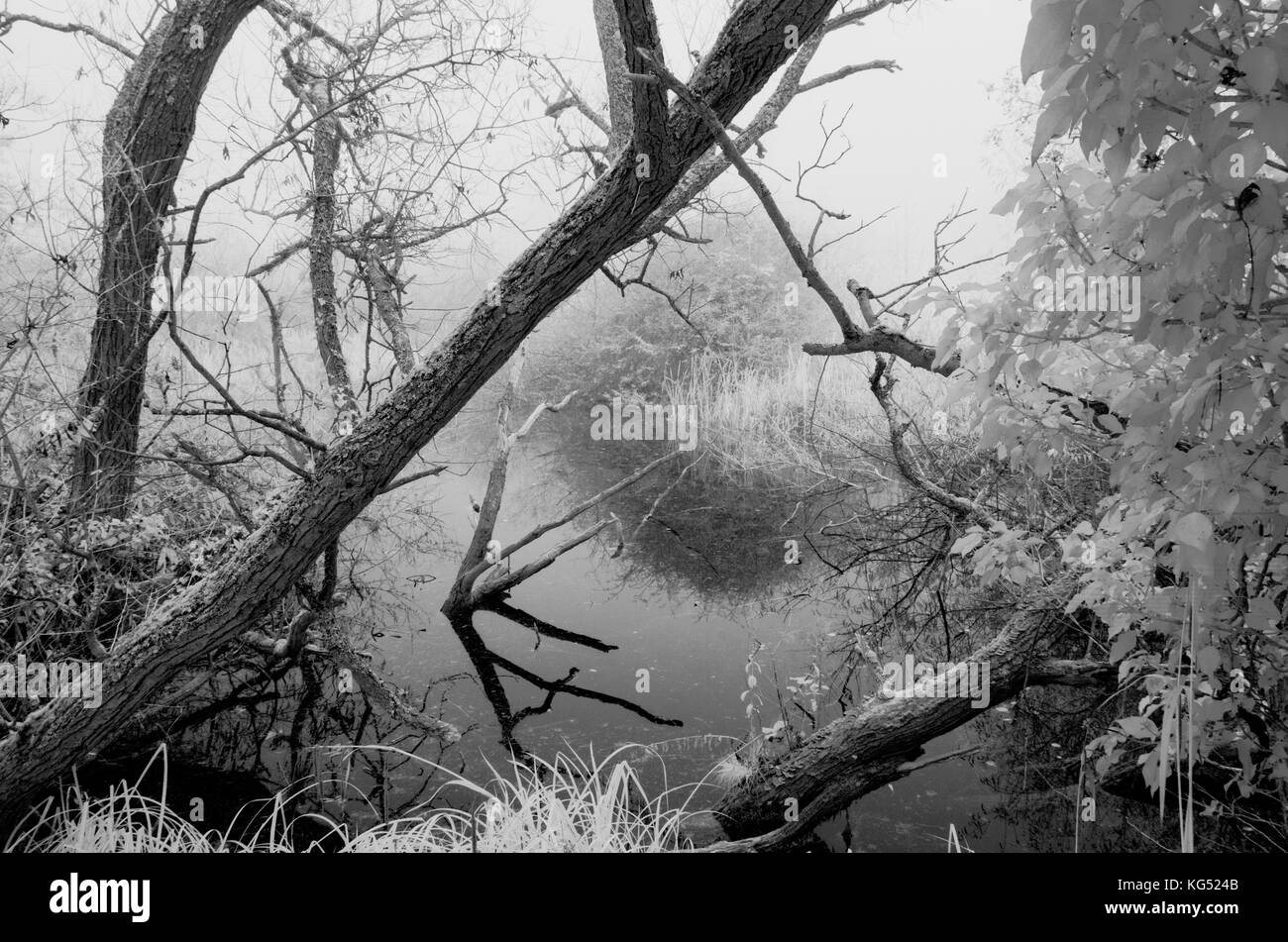 Fallen trees and dead branches in water, black and white Stock Photo