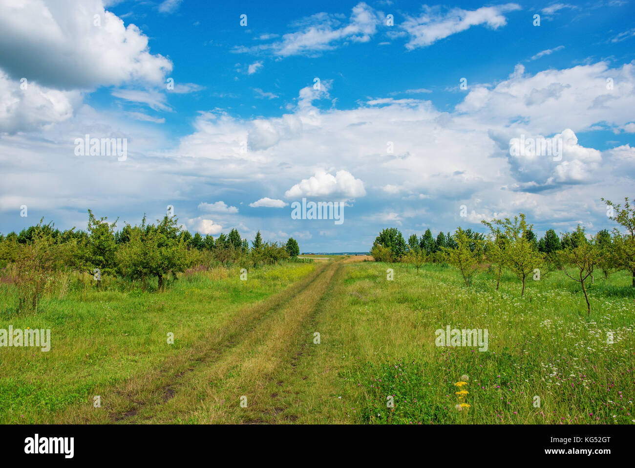 Field road on the background of the blue sky in the summer Stock Photo ...