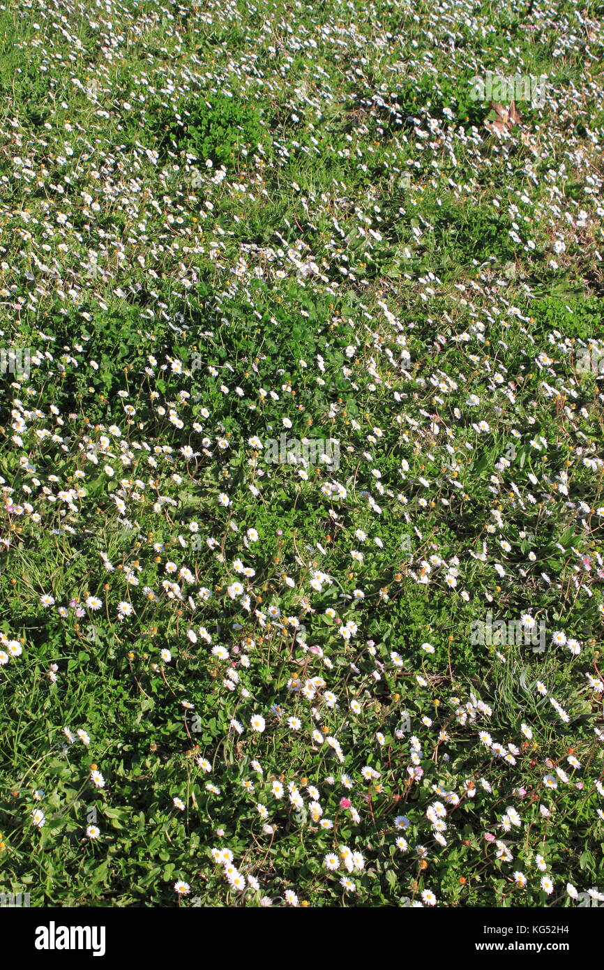 Field of white chamomile flowers Stock Photo - Alamy