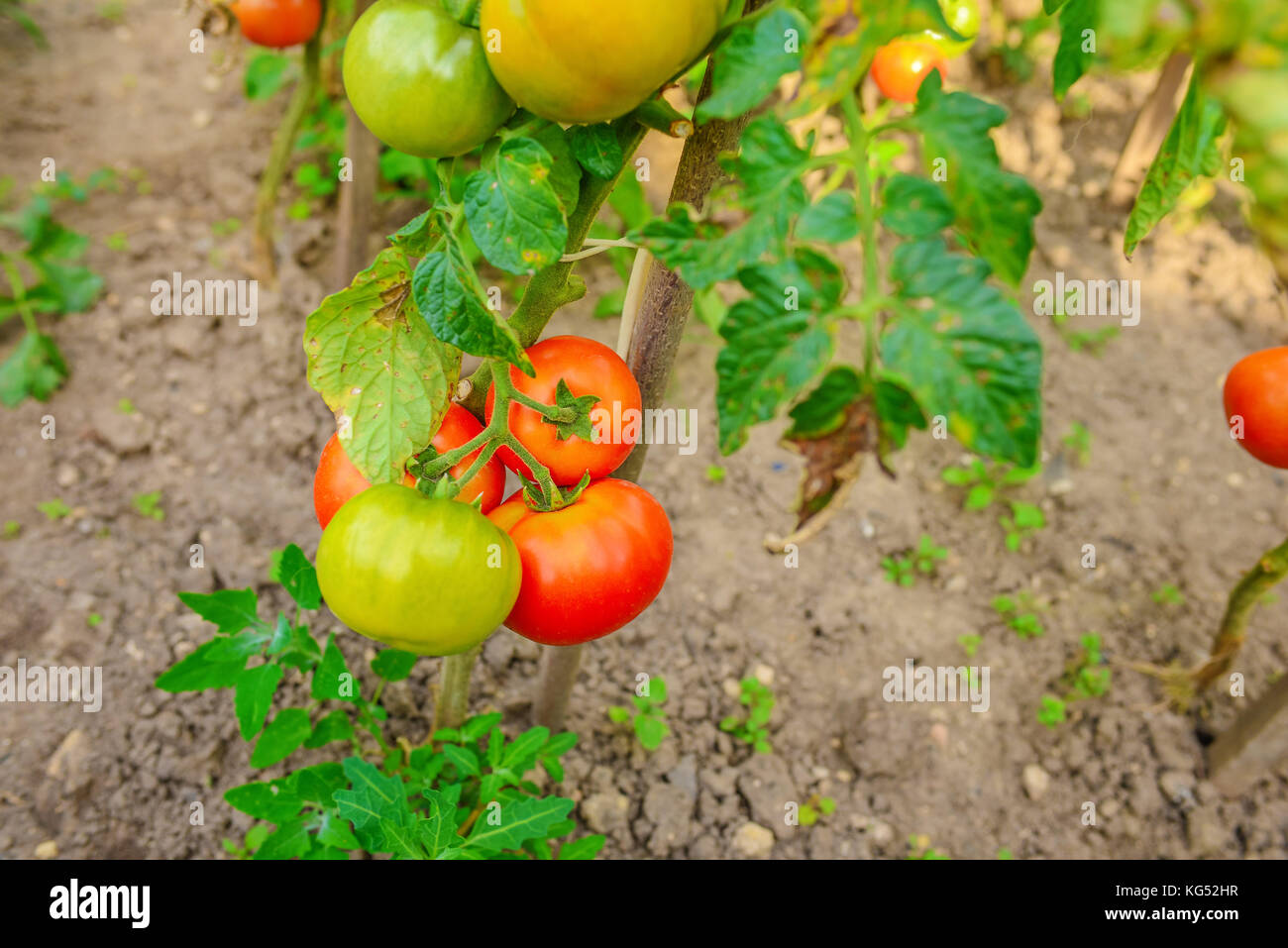 Ripe Tomatoes Growing on the Branches, Cultivated in the Garden, Gardening, Agriculture and Culinary Concept, Food Background, Growth Tomato, Red Toma Stock Photo