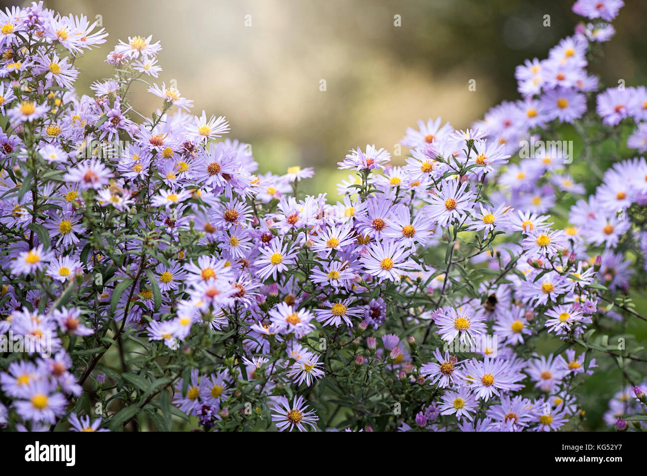 Close-up image of Autumn flowering, purple Aster flowers also known as Michaelmas daisies Stock Photo