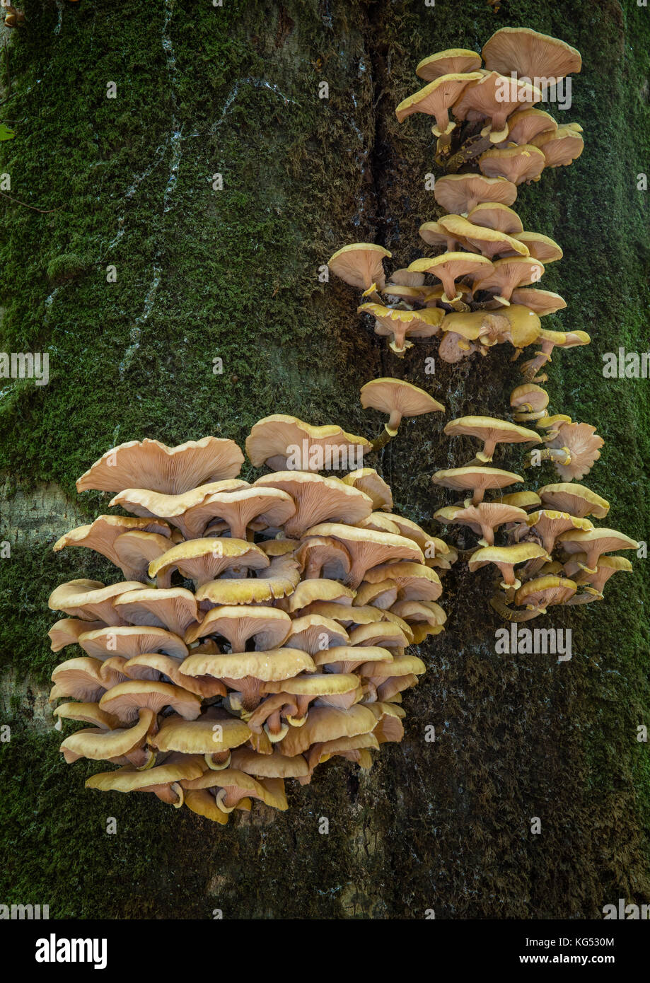 A species of oyster mushroom growing on the trunk of a beech tree in the New Forest Hampshire UK Stock Photo