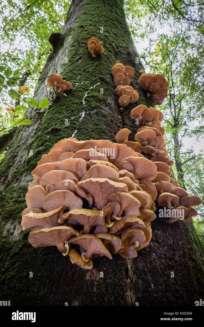 A species of oyster mushroom growing on the trunk of a beech tree in