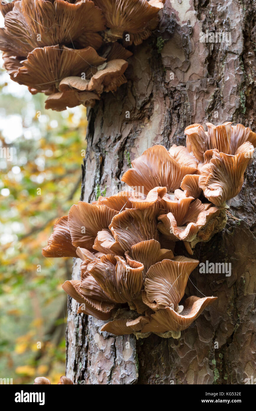 Gewöhnlicher Hallimasch, Dunkler Hallimasch, Hallimasch, Halimasch am Stamm einer Kiefer, Honigpilz, Honig-Pilz, Armillaria solidipes, Armillaria osto Stock Photo