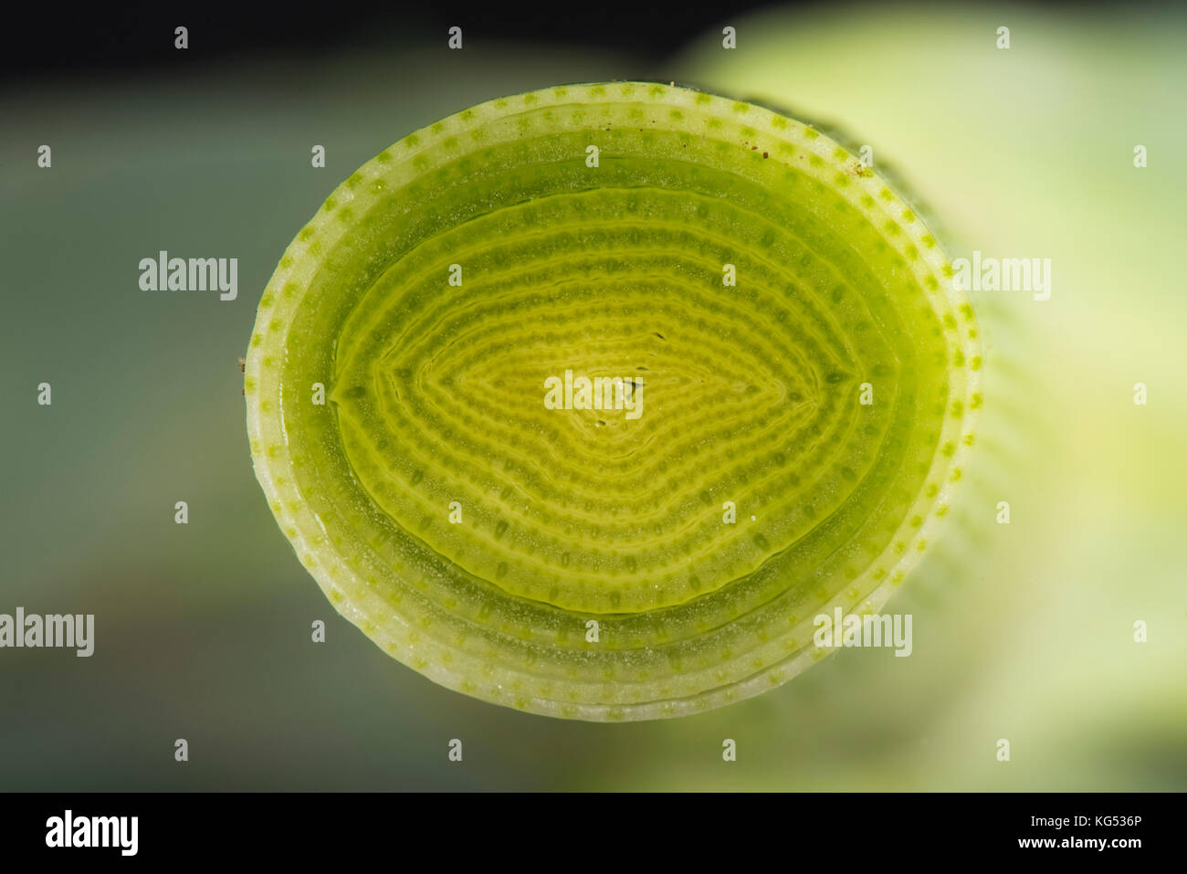 Section through the stem, leaf sheath, of a leek plant, Allium ampeloprasum, showing structure made up of tightly packed leaves Stock Photo