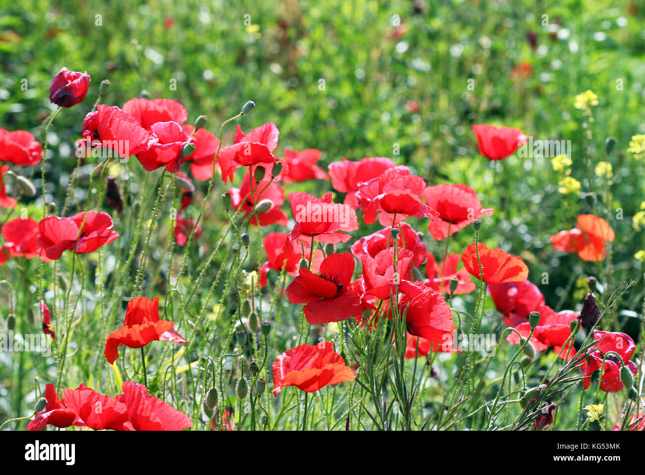 Spring Poppy Poppies flower meadow spring season Stock Photo - Alamy