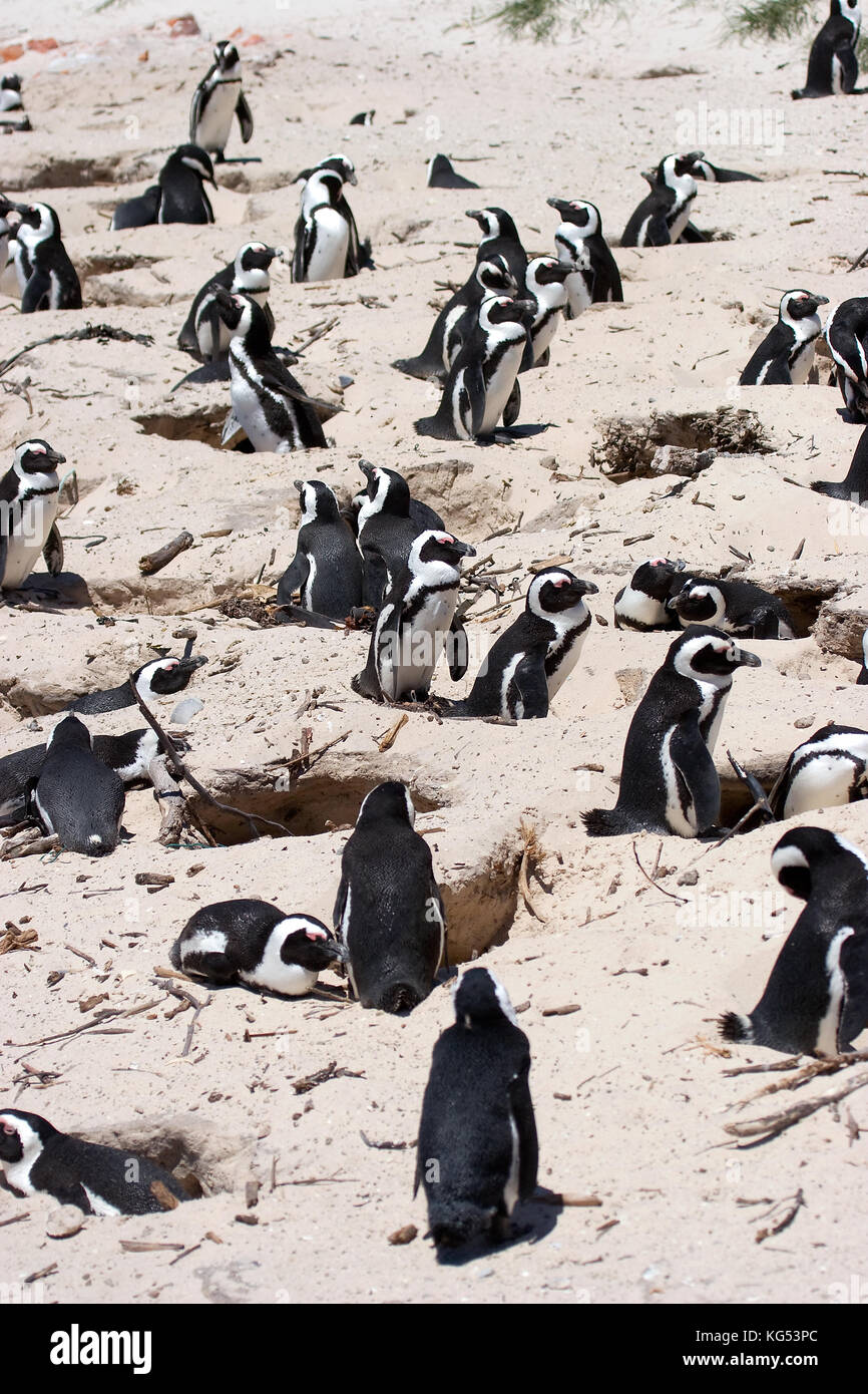 The African penguin colony on Boulders Beach near Cape Town, South Africa Stock Photo