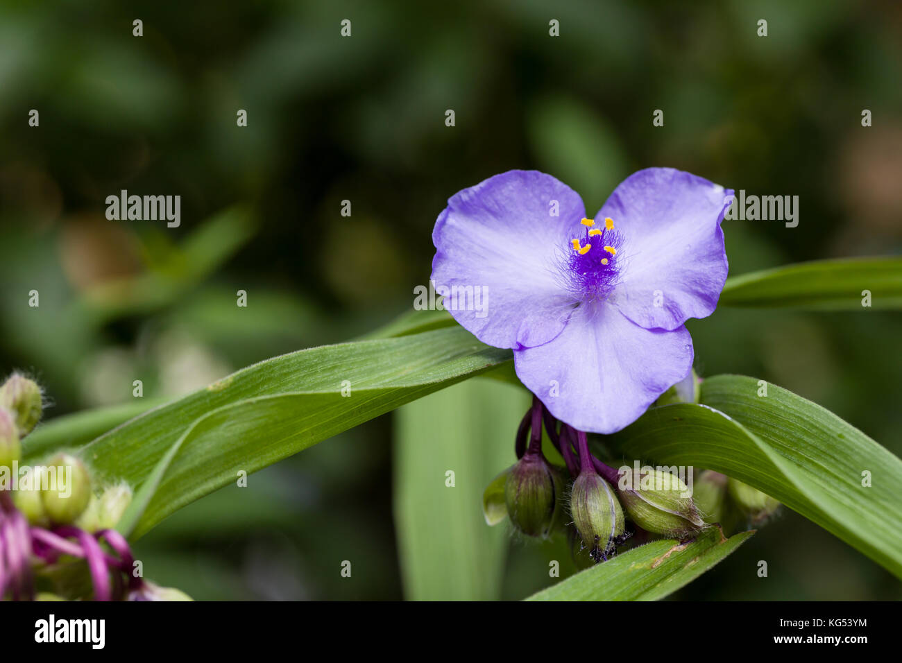 Closeup of blooming blue garden tradescantia spiderworts flower with natural green background. Shallow depth of field. Stock Photo