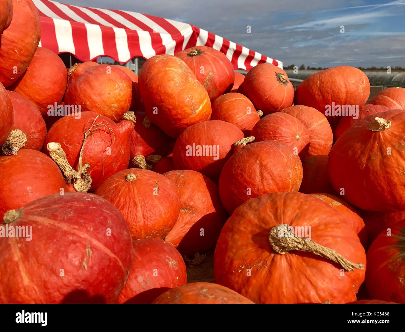 Heap of Autumn Carving Pumpkins for Sale Stock Photo - Alamy