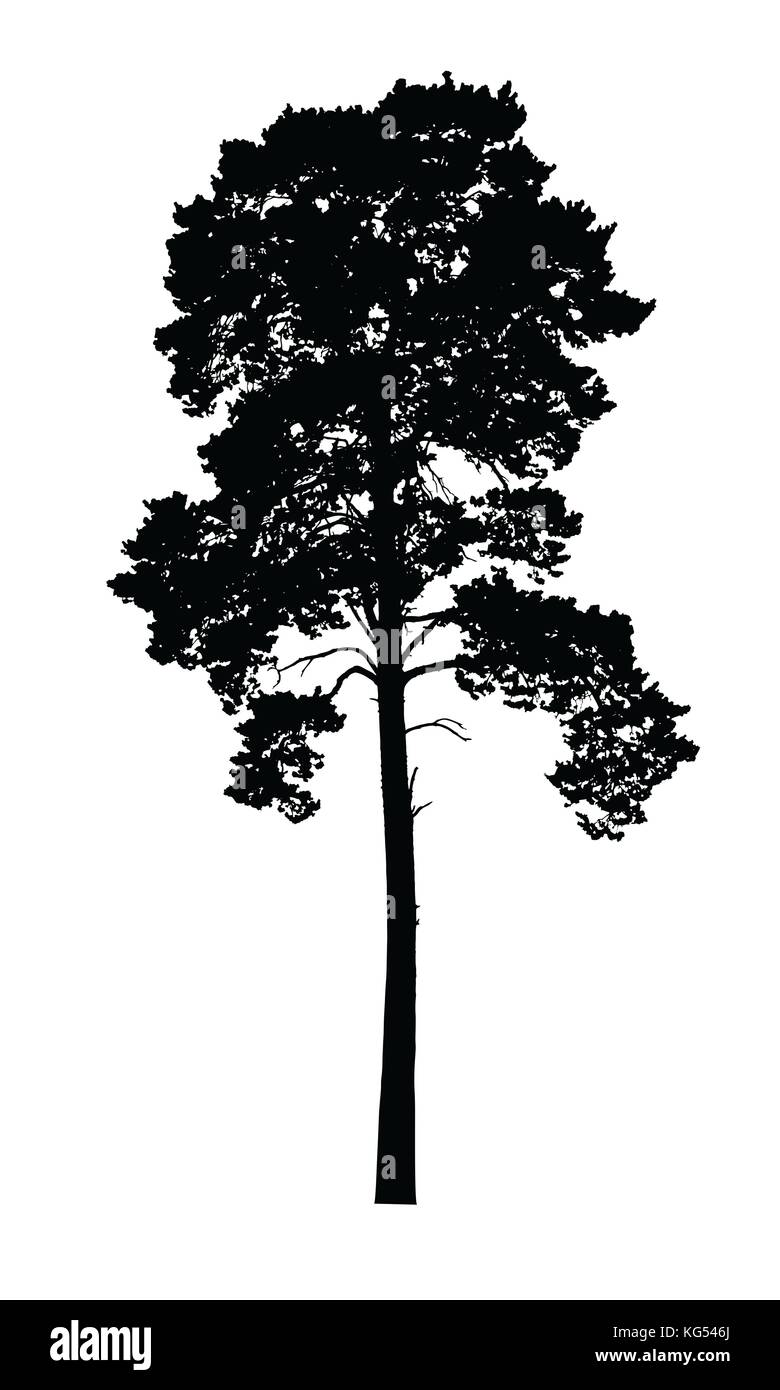 Vector realistic silhouette of coniferous tree isolated on white background Stock Vector
