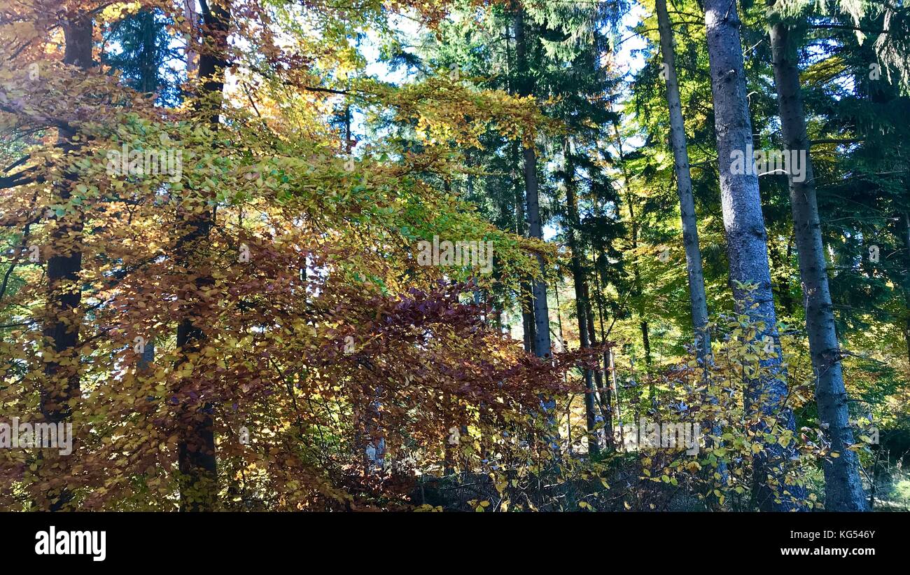 beautiful autumn forest Stock Photo - Alamy