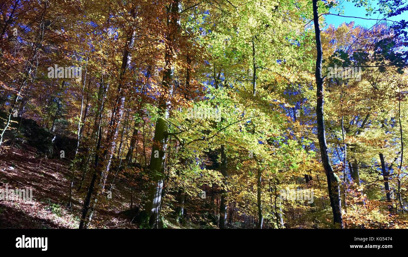 beautiful autumn forest Stock Photo - Alamy