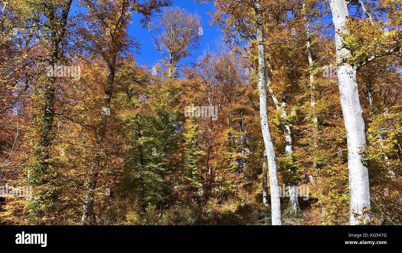 beautiful autumn forest Stock Photo - Alamy