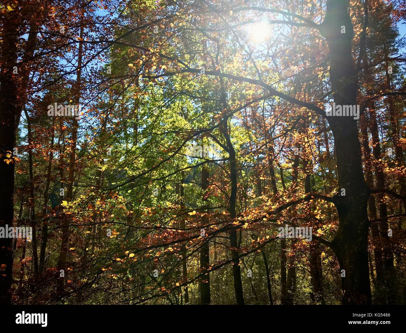 beautiful autumn forest Stock Photo - Alamy