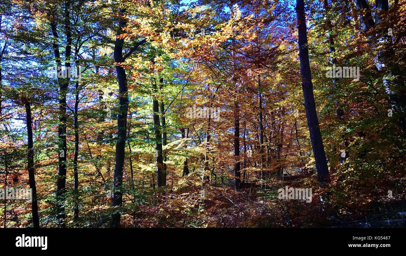 beautiful autumn forest Stock Photo - Alamy