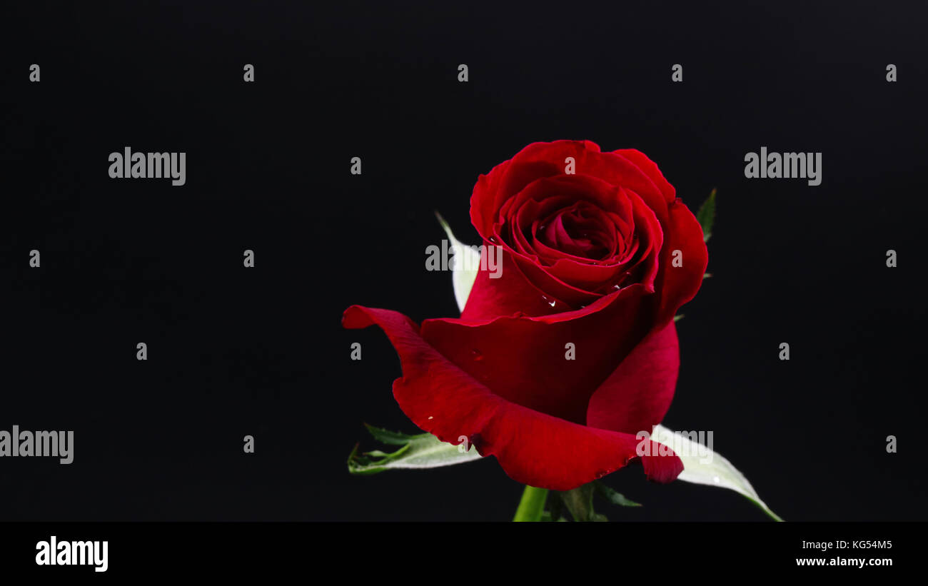 Pretty Dark red rose on black background Stock Photo Alamy