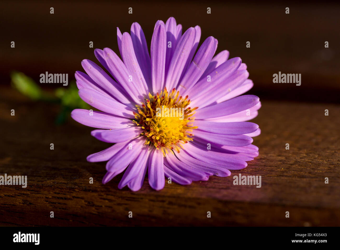 Closeup of single purple flower aster dumosus isolated with natural brown wood background. Stock Photo