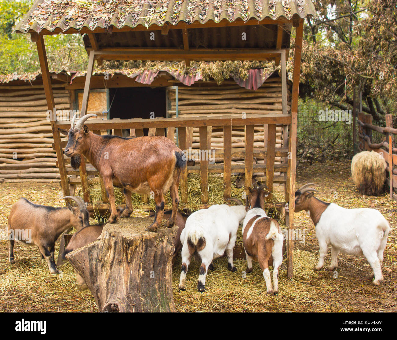a herd of goats in a pen with a leader the rest goats eat, goats of different colors and colorings, the leader protects the herd Stock Photo