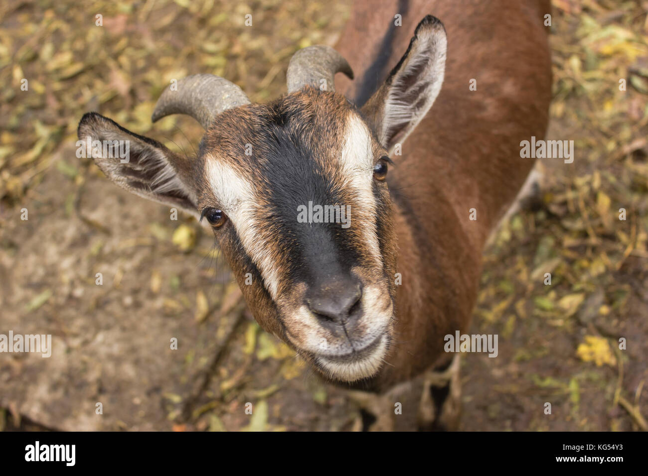 a brown goat smile to the camera , a male goat, a goat with horns Stock Photo