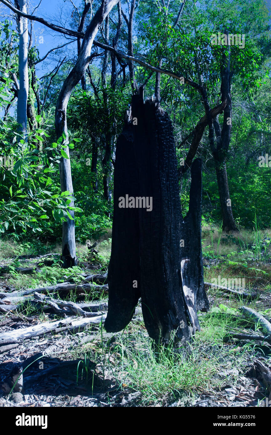 Lightening hit tree on road to Grand Canyon Stock Photo - Alamy