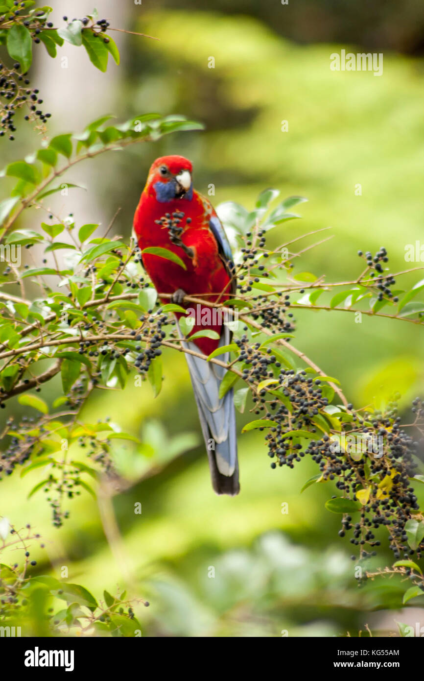 Darug blue mountains hires stock photography and images Alamy