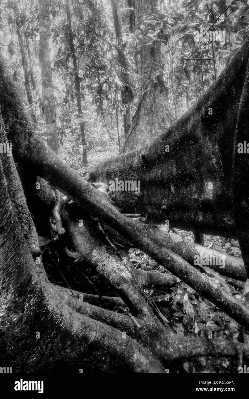 Woodland detail in black and white Stock Photo