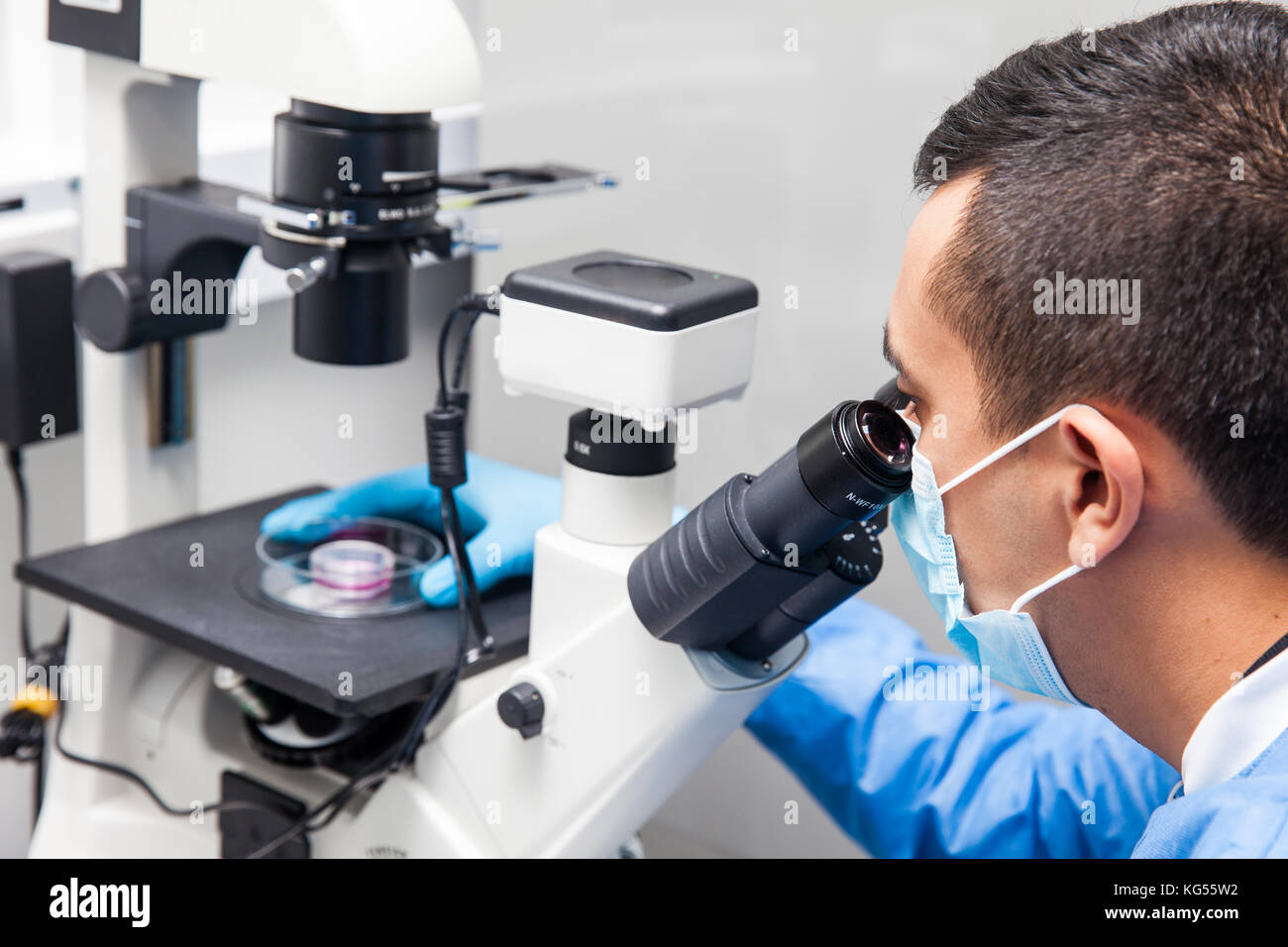 Young male scientist looking at cell culture under the microscope Stock ...