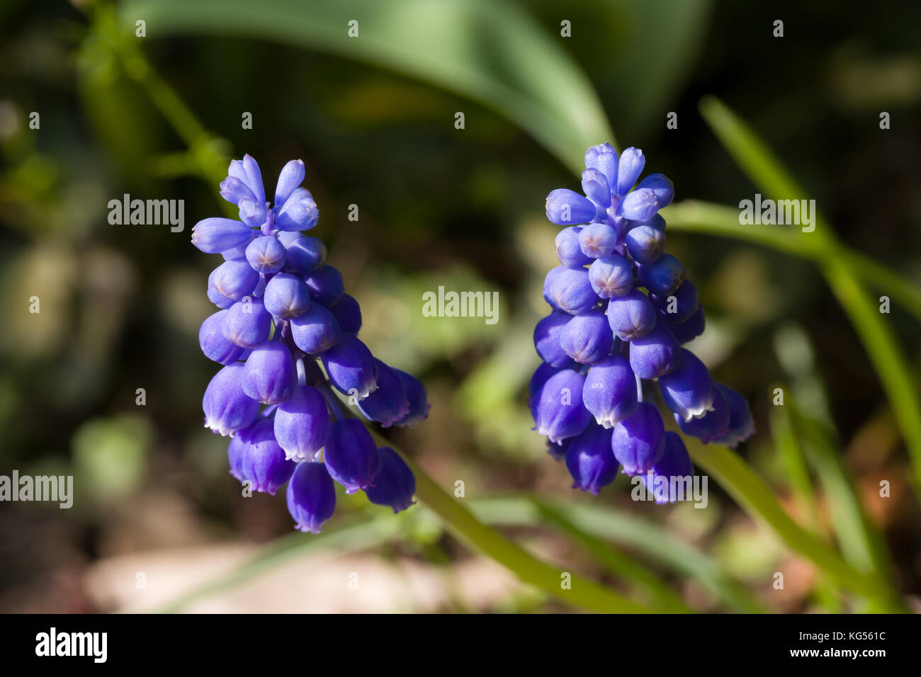 Close up of blue spring flowers grape hyacinth in spring with natural green background. Selective focus. Shallow depth of field. Stock Photo