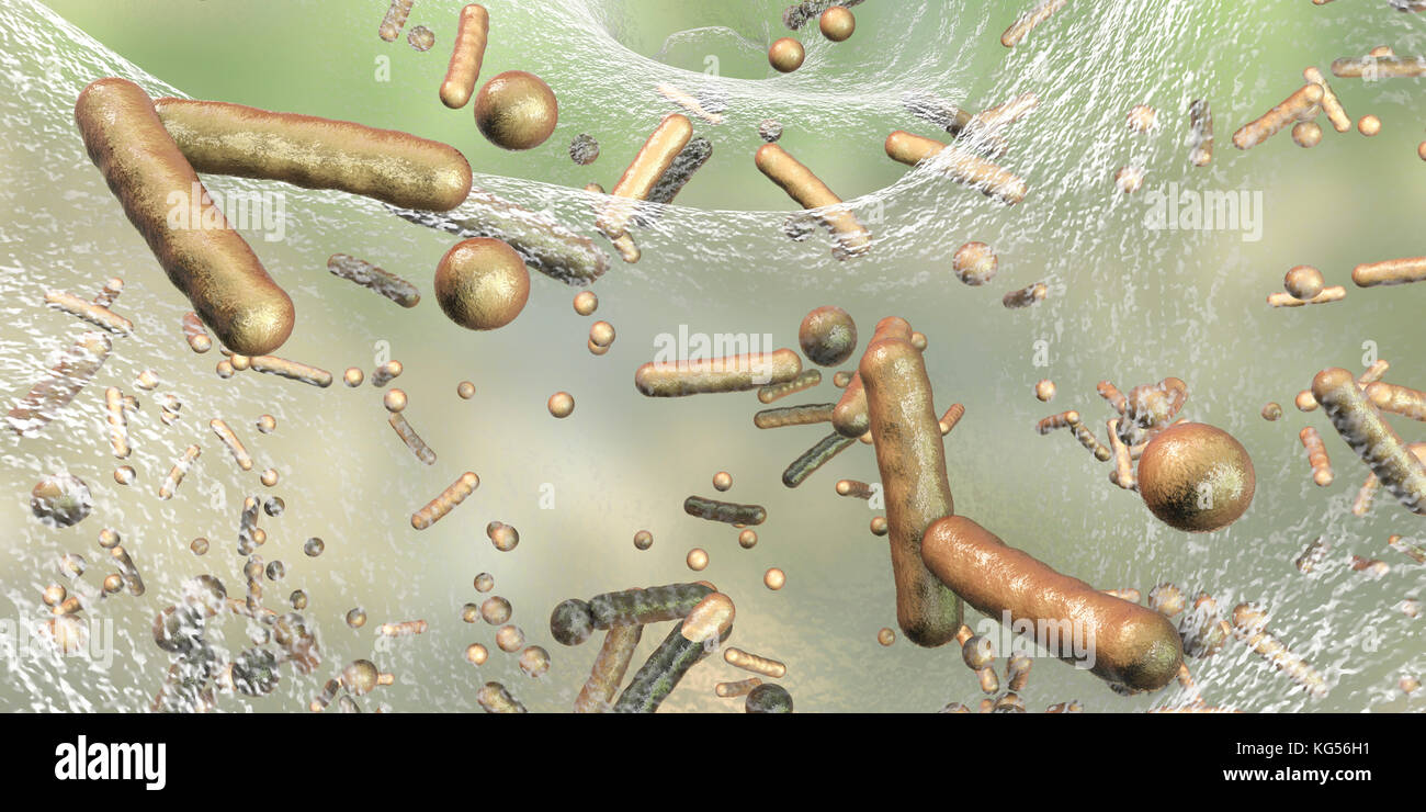 Spherical bacteria and rod-shaped bacteria inside biofilm, computer illustration. A biofilm is a colony of bacteria that forms a coating on a surface. Common places for biofilms to develop are in the mouth, where they can cause tooth cavities and gum disease, on contact lenses, where they can cause eye infections, on rocks submerged in water, and on industrial equipment, where they can cause fouling. Stock Photo
