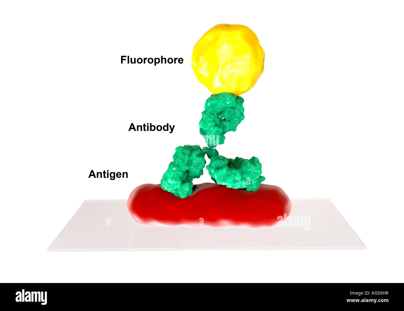 Mechanism of direct immunofluorescence test, computer illustration. Immunofluorescence is a cell imaging technique based on the use of antibodies to label a specific target antigen (bacteria, cancer cells, other) with a fluorescent dye (also called fluorophore or fluorochrome). The fluorescent dye allows visualization of the antigen distribution in the sample under a fluorescent microscope. Direct immunofluorescence test uses a single antibody directed against the antigen that is the target of interest. This antibody is directly conjugated to a fluorescent dye. Stock Photo